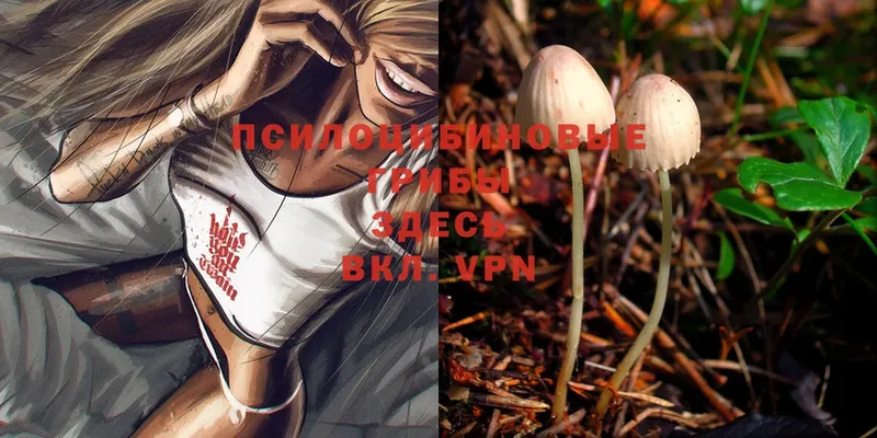 где можно купить   Алдан  omg зеркало  Галлюциногенные грибы MAGIC MUSHROOMS 